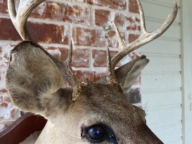 Whitetail Deer Head Wall Mount Taxidermy Wooden Base Cabin Decor Needs TLC