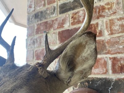 Whitetail Deer Head Wall Mount Taxidermy Wooden Base Cabin Decor Needs TLC