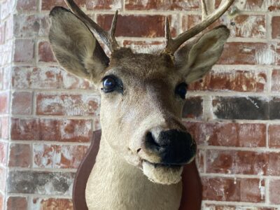 Whitetail Deer Head Wall Mount Taxidermy Wooden Base Cabin Decor Needs TLC