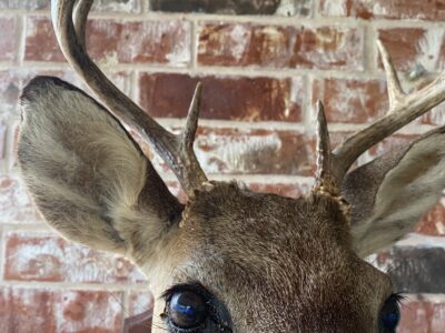 Whitetail Deer Head Wall Mount Taxidermy Wooden Base Cabin Decor Needs TLC