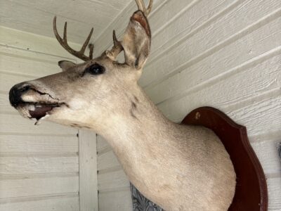 Whitetail Deer Head Wall Mount Taxidermy Wooden Base Cabin Decor Needs TLC