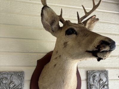 Whitetail Deer Head Wall Mount Taxidermy Wooden Base Cabin Decor Needs TLC