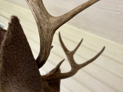 Whitetail Deer Head Wall Mount Taxidermy Wooden Base Cabin Decor Needs TLC